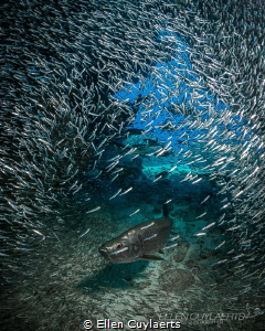 "Still No Sign"
Silversides and tarpon in Cayman by Ellen Cuylaerts 